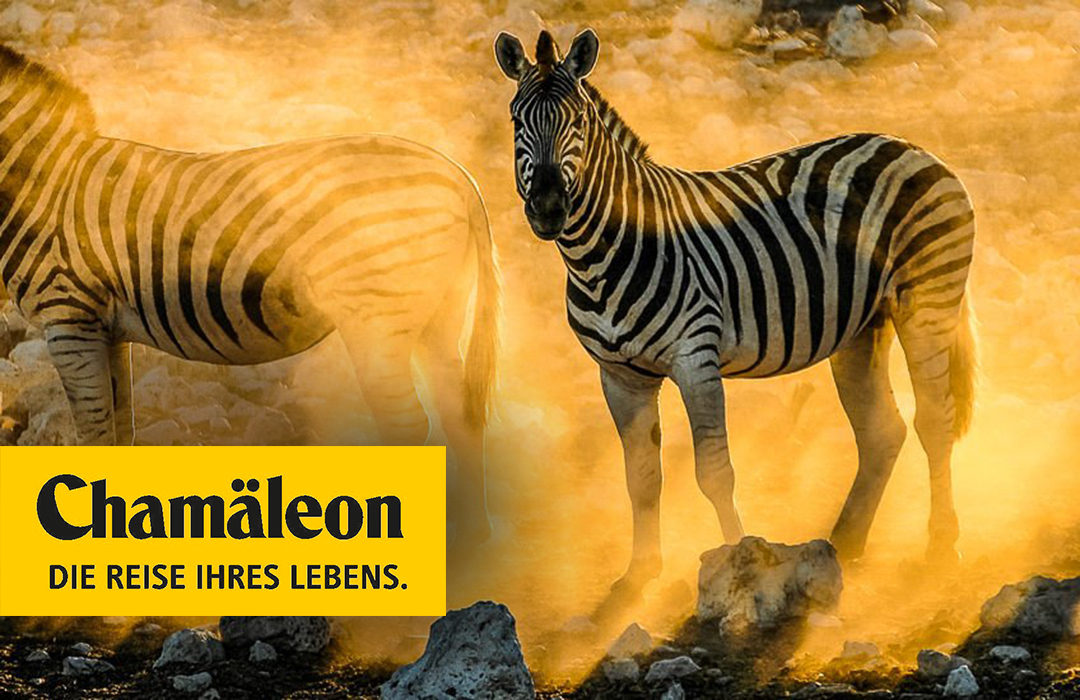 Bild Chamäleon-Reise