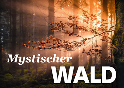 Mystische Waldfotografie